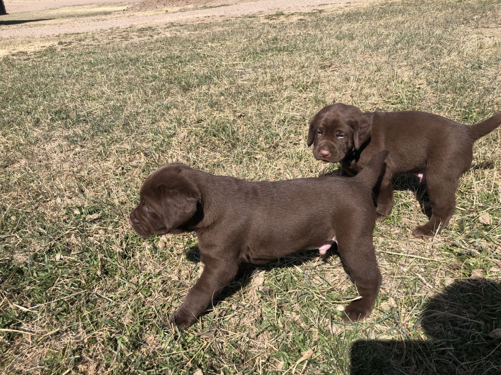 MILO